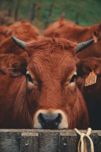 A close-up view of a brown cow with an ear tag standing on a farm, capturing its detailed features.